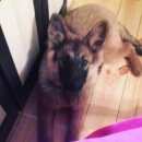 Подробнее об объявлении «Краснознаменск (Московская обл.) Пропала собака» Фото: пропала собака Немецкая овчарка «Краснознаменск (Московская обл.) Пропала собака» в г. Краснознаменск (Московская обл.)