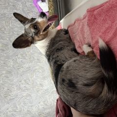 Подробнее об объявлении «Пропала собака корги кардиган Мичуринск» Фото: пропала собака Вельш корги «Пропала собака корги кардиган Мичуринск» в г. Мичуринск