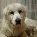 Подробнее об объявлении «Королев Пропала собака кобель большая белая» Фото: пропала собака Маремма «Королев Пропала собака кобель большая белая» в г. Королев