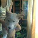 Подробнее об объявлении «Пропала собака кобель м р джек Улан-Удэ» Фото: пропала собака Вельш корги «Пропала собака кобель м р джек Улан-Удэ» в г. Улан-Удэ