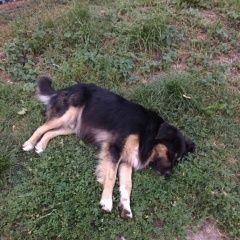 Подробнее об объявлении «Пропала собака кобель Зеленоград» Фото: пропала собака  «Пропала собака кобель Зеленоград» в г. Зеленоград