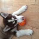 Подробнее об объявлении «Пропала собака кобель кабель хаски Богородск» Фото: пропала собака Сибирская хаски «Пропала собака кобель кабель хаски Богородск» в г. Богородск