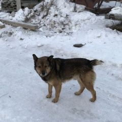 Подробнее об объявлении «Пропала собака кобель Тюмень» Фото: пропала собака  «Пропала собака кобель Тюмень» в г. Тюмень
