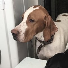 Подробнее об объявлении «Пропала собака Железногорск Курская обл.» Фото: пропала собака Пойнтер «Пропала собака Железногорск Курская обл.» в г. Железногорск Курская обл.