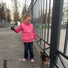 Подробнее об объявлении «Пропала собака кобель Нижний Новгород» Фото: пропала собака Русский той-терьер «Пропала собака кобель Нижний Новгород» в г. Нижний Новгород