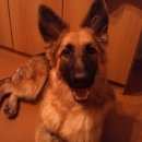 Подробнее об объявлении «Челябинск Пропала собака немецкая овчарка» Фото: пропала собака Немецкая овчарка «Челябинск Пропала собака немецкая овчарка» в г. Челябинск