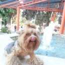 Подробнее об объявлении «Адлер Пропала собака йорк верните за вознг» Фото: пропала собака Йоркширский терьер «Адлер Пропала собака йорк верните за вознг» в г. Адлер