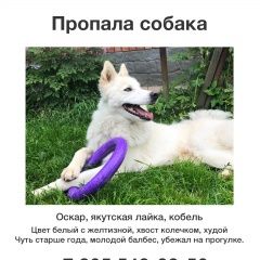 Подробнее об объявлении «Пропала собака кобель Пушкино» Фото: пропала собака  «Пропала собака кобель Пушкино» в г. Пушкино