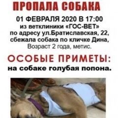Подробнее об объявлении «Москва Пропала собака» Фото: пропала собака  «Москва Пропала собака» в г. Москва