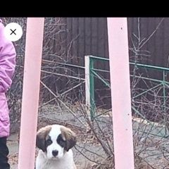 Подробнее об объявлении «Пропала собака щенок сенбернара сучка 5 месяцев Чита» Фото: пропала собака Сенбернар «Пропала собака щенок сенбернара сучка 5 месяцев...» в г. Чита