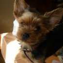 Подробнее об объявлении «Пропала собака девочка йорка Борисовка» Фото: пропала собака Йоркширский терьер «Пропала собака девочка йорка Борисовка» в г. Борисовка