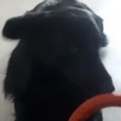 Подробнее об объявлении «Хабаровск Пропала собака кобель район амурского бульвара» Фото: пропала собака  «Хабаровск Пропала собака кобель район амурского...» в г. Хабаровск