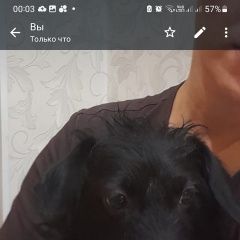 Подробнее об объявлении «Барнаул Пропала собака кобель» Фото: пропала собака  «Барнаул Пропала собака кобель» в г. Барнаул