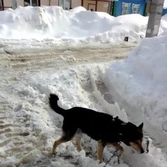 Подробнее об объявлении «Казань Пропала собака кобель пожалуйста помогите» Фото: пропала собака  «Казань Пропала собака кобель пожалуйста помогите» в г. Казань