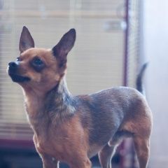 Подробнее об объявлении «Пропала собака кобель в посёлке калинина снт росток Хотьково» Фото: пропала собака Русский той-терьер «Пропала собака кобель в посёлке калинина снт...» в г. Хотьково