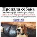 Подробнее об объявлении «Пропала собака бигль Симферополь» Фото: пропала собака Бигль «Пропала собака бигль Симферополь» в г. Симферополь