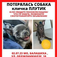 Подробнее об объявлении «Балашиха Пропала собака кобель» Фото: пропала собака Чихуахуа «Балашиха Пропала собака кобель» в г. Балашиха