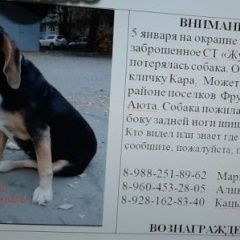 Подробнее об объявлении «Пропала собака Шахты» Фото: пропала собака  «Пропала собака Шахты» в г. Шахты