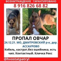 Подробнее об объявлении «Мытищи Пропала собака кобель» Фото: пропала собака Восточно-европейская овчарка «Мытищи Пропала собака кобель» в г. Мытищи