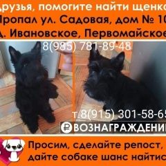 Подробнее об объявлении «Пропала собака кобель скотч терьер Москва» Фото: пропала собака Скотч-терьер «Пропала собака кобель скотч терьер Москва» в г. Москва