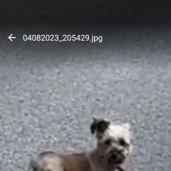 Подробнее об объявлении «Мытищи Пропала собака» Фото: пропала собака  «Мытищи Пропала собака» в г. Мытищи