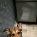 Подробнее об объявлении «Пропала собака невский район метис девочка Санкт-Петербург» Фото: пропала собака  «Пропала собака невский район метис девочка...» в г. Санкт-Петербург