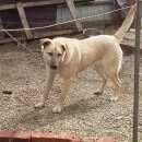 Подробнее об объявлении «Ейск Пропала собака кобель» Фото: пропала собака  «Ейск Пропала собака кобель» в г. Ейск