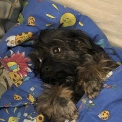 Подробнее об объявлении «Пропала собака петербургская орхидея. Санкт-Петербург» Фото: пропала собака Петербургская орхидея «Пропала собака петербургская орхидея....» в г. Санкт-Петербург