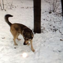 Подробнее об объявлении «Пропала собака Санкт-Петербург» Фото: пропала собака  «Пропала собака Санкт-Петербург» в г. Санкт-Петербург