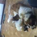 Подробнее об объявлении «Ейск Пропала собака» Фото: пропала собака Московская сторожевая «Ейск Пропала собака» в г. Ейск