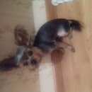 Подробнее об объявлении «Бердск Пропала собака кобель йоркширский терьер мини» Фото: пропала собака Йоркширский терьер «Бердск Пропала собака кобель йоркширский терьер...» в г. Бердск