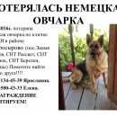 Подробнее об объявлении «Подольск Пропала собака помогите найти» Фото: пропала собака Немецкая овчарка «Подольск Пропала собака помогите найти» в г. Подольск