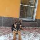 Подробнее об объявлении «Пропала собака Нижний Новгород» Фото: пропала собака Немецкая овчарка «Пропала собака Нижний Новгород» в г. Нижний Новгород