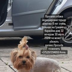 Подробнее об объявлении «Пропала собака йоркширский терьер 30 июл Брест Брестская обл.» Фото: пропала собака Йоркширский терьер «Пропала собака йоркширский терьер 30 июл Брест...» в г. Брест Брестская обл.