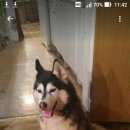 Подробнее об объявлении «Пропала собака кобель чёрно-белый кобель породы сибирский ха Королев» Фото: пропала собака Сибирская хаски «Пропала собака кобель чёрно-белый кобель породы...» в г. Королев