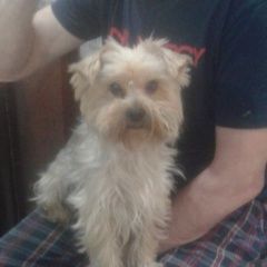 Подробнее об объявлении «Пропала собака кобель Новосибирск» Фото: пропала собака  «Пропала собака кобель Новосибирск» в г. Новосибирск