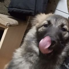 Подробнее об объявлении «Тавда Пропала собака» Фото: пропала собака  «Тавда Пропала собака» в г. Тавда