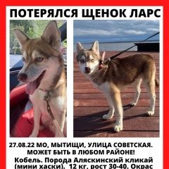 Подробнее об объявлении «Мытищи Пропала собака кобель» Фото: пропала собака  «Мытищи Пропала собака кобель» в г. Мытищи