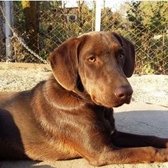 Подробнее об объявлении «Геленджик Пропала собака кобель потерялась собака» Фото: пропала собака Курцхаар «Геленджик Пропала собака кобель потерялась собака» в г. Геленджик