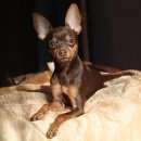 Подробнее об объявлении «Пропала собака кобель 18 дней назад в р-не калиненского рынка Санкт-Петербург» Фото: пропала собака Той-терьер «Пропала собака кобель 18 дней назад в р-не...» в г. Санкт-Петербург