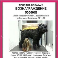 Подробнее об объявлении «Пропала собака кобель породы русский черный терьер Всеволожск» Фото: пропала собака Русский чёрный терьер «Пропала собака кобель породы русский черный...» в г. Всеволожск