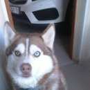 Подробнее об объявлении «Ханты-Мансийск Пропала собака рыжая разноглазая хаски» Фото: пропала собака  «Ханты-Мансийск Пропала собака рыжая разноглазая...» в г. Ханты-Мансийск