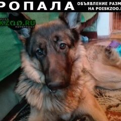 Подробнее об объявлении «Пропала собака Саратов» Фото: пропала собака Немецкая овчарка «Пропала собака Саратов» в г. Саратов