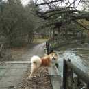 Подробнее об объявлении «Пропала собака Симферополь» Фото: пропала собака Акита-ину «Пропала собака Симферополь» в г. Симферополь