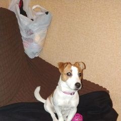 Подробнее об объявлении «Пропала собака Санкт-Петербург» Фото: пропала собака Джек рассел терьер «Пропала собака Санкт-Петербург» в г. Санкт-Петербург