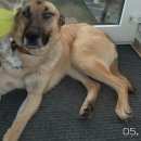 Подробнее об объявлении «Нарофоминск Пропала собака кобель» Фото: пропала собака Бельгийская овчарка «Нарофоминск Пропала собака кобель» в г. Нарофоминск