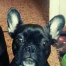 Подробнее об объявлении «Воронеж Пропала собака» Фото: пропала собака Французский бульдог «Воронеж Пропала собака» в г. Воронеж