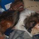 Подробнее об объявлении «Омск Пропала собака кобель срочно, пес, требует лечения» Фото: пропала собака Колли «Омск Пропала собака кобель срочно, пес, требует...» в г. Омск