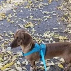 Подробнее об объявлении «Казань Пропала собака кобель помогите пожалуйста найти собаку» Фото: пропала собака Такса «Казань Пропала собака кобель помогите...» в г. Казань