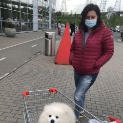 Подробнее об объявлении «Пропала собака кобель немецкий шпиц Москва» Фото: пропала собака Немецкий шпиц «Пропала собака кобель немецкий шпиц Москва» в г. Москва
